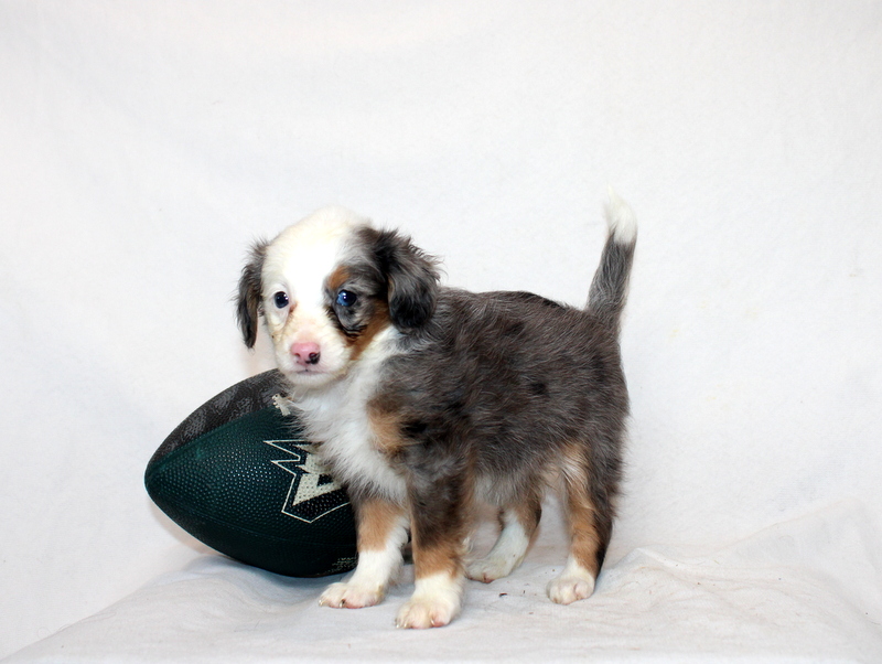 puppy, for, sale, Mini Bernedoodle F2, Matthew B. Stoltzfus, dog, breeder, Gap, PA, dog-breeder, puppy-for-sale, forsale, nearby, find, puppyfind, locator, puppylocator, aca